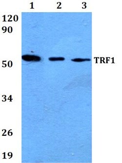 Invitrogen TRF1 Polyclonal Antibody 100 &mu;L; Unconjugated:Antibodies,