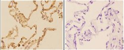 Invitrogen Acetylcholinesterase Polyclonal Antibody 100 &mu;L; Unconjugated:Antibodies,