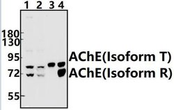 Invitrogen Acetylcholinesterase Polyclonal Antibody 100 &mu;L; Unconjugated:Antibodies,