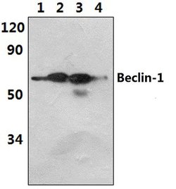 Invitrogen Beclin 1 Polyclonal Antibody 100 &mu;L; Unconjugated:Antibodies,