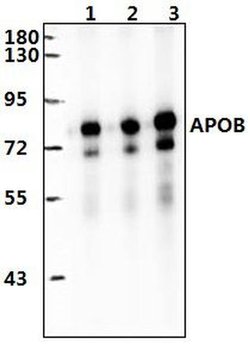 Invitrogen Apolipoprotein B Polyclonal Antibody 100 &mu;L | Buy Online | Invitrogen&trade; | Fisher Scientific