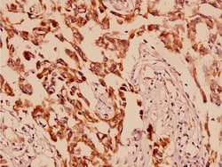 Invitrogen AMPK alpha-1 Polyclonal Antibody 100 &mu;L | Buy Online | Invitrogen&trade; | Fisher Scientific