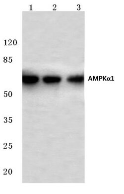 Invitrogen AMPK alpha-1 Polyclonal Antibody 100 &mu;L | Buy Online | Invitrogen&trade; | Fisher Scientific