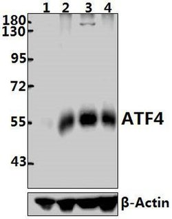 Invitrogen ATF4 Polyclonal Antibody 100 &mu;L; Unconjugated:Antibodies,