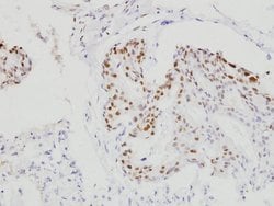 Invitrogen C/EBP beta Polyclonal Antibody 100 &mu;L; Unconjugated:Antibodies,
