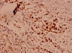 Invitrogen Caspase 10 Polyclonal Antibody 100 &mu;L; Unconjugated:Antibodies,