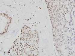 Invitrogen Cdc6 Polyclonal Antibody 100 &mu;L; Unconjugated:Antibodies,