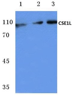 Invitrogen CAS Polyclonal Antibody 100 &mu;L; Unconjugated:Antibodies,