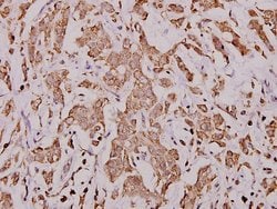 Invitrogen™ Cytochrome C Polyclonal Antibody