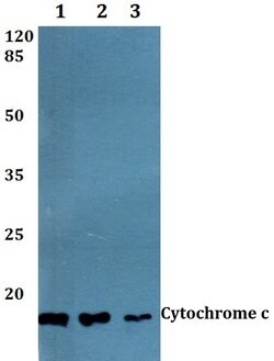 Invitrogen Cytochrome C Polyclonal Antibody 100 &mu;L; Unconjugated:Antikörper