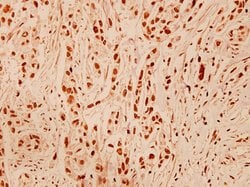Invitrogen DNA-PK Polyclonal Antibody 100 &mu;L; Unconjugated:Antibodies,