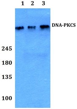Invitrogen DNA-PK Polyclonal Antibody 100 &mu;L; Unconjugated:Antibodies,