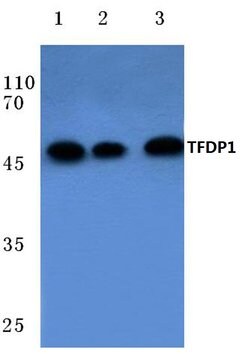 Invitrogen DP1 Polyclonal Antibody 100 &mu;L; Unconjugated:Antibodies,