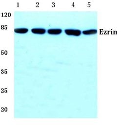 Invitrogen Ezrin Polyclonal Antibody 100 &mu;L; Unconjugated:Antibodies,