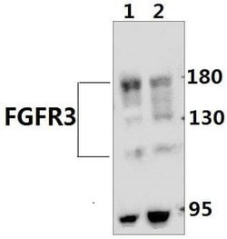 Invitrogen FGFR3 Polyclonal Antibody 100 &mu;L; Unconjugated:Antibodies,