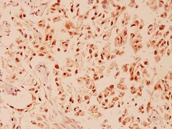 Invitrogen CHOP Polyclonal Antibody 100 &mu;L; Unconjugated:Antibodies,