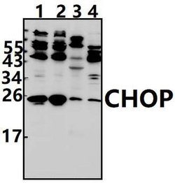 Invitrogen CHOP Polyclonal Antibody 100 &mu;L; Unconjugated:Antibodies,