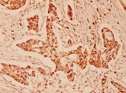 Invitrogen HSPA9 Polyclonal Antibody 100 &mu;L; Unconjugated:Antibodies,