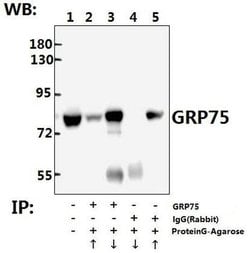 Invitrogen HSPA9 Polyclonal Antibody 100 &mu;L; Unconjugated:Antibodies,