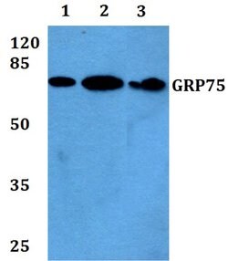 Invitrogen HSPA9 Polyclonal Antibody 100 &mu;L; Unconjugated:Antibodies,