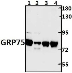 Invitrogen HSPA9 Polyclonal Antibody 100 &mu;L; Unconjugated:Antibodies,