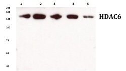 Invitrogen HDAC6 Polyclonal Antibody 100 &mu;L | Buy Online | Invitrogen&trade; | Fisher Scientific