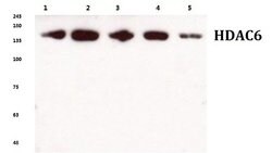 Invitrogen HDAC6 Polyclonal Antibody 100 &mu;L | Buy Online | Invitrogen&trade; | Fisher Scientific