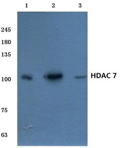 Invitrogen HDAC7 Polyclonal Antibody 100 &mu;L; Unconjugated:Antibodies,