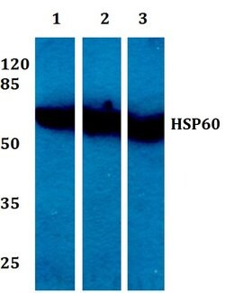 Invitrogen HSP60 Polyclonal Antibody 100 &mu;L; Unconjugated:Antibodies,