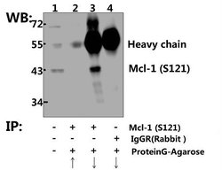 Invitrogen MCL-1 Polyclonal Antibody 100 &mu;L; Unconjugated:Antikroppar