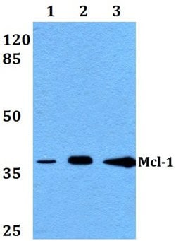 Invitrogen MCL-1 Polyclonal Antibody 100 &mu;L; Unconjugated:Antikroppar