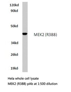 Invitrogen MEK2 Polyclonal Antibody 100 &mu;L; Unconjugated:Antibodies,