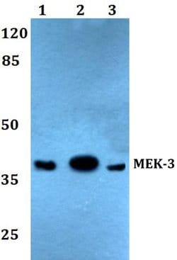 Invitrogen MEK3 Polyclonal Antibody 100 &mu;L; Unconjugated:Antibodies,