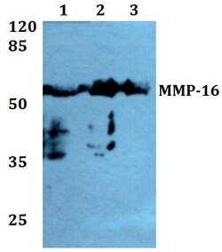 Invitrogen MMP16 Polyclonal Antibody 100 &mu;L; Unconjugated:Antibodies,