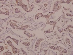Invitrogen NSE Polyclonal Antibody 100 &mu;L; Unconjugated:Antibodies,