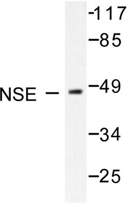 Invitrogen NSE Polyclonal Antibody 100 &mu;L; Unconjugated:Antibodies,