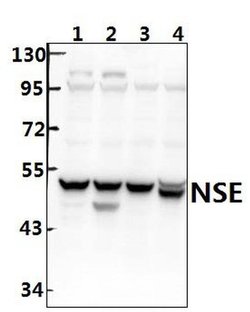 Invitrogen NSE Polyclonal Antibody 100 &mu;L; Unconjugated:Antibodies,