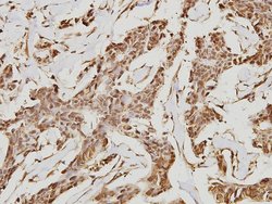 Invitrogen OCT3/4 Polyclonal Antibody 100 &mu;L; Unconjugated:Antibodies,