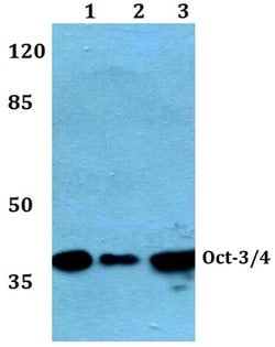 Invitrogen OCT3/4 Polyclonal Antibody 100 &mu;L; Unconjugated:Antibodies,
