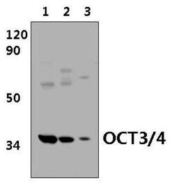 Invitrogen OCT3/4 Polyclonal Antibody 100 &mu;L; Unconjugated:Antibodies,