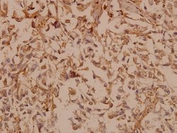 Invitrogen PDGF-B Polyclonal Antibody 100 &mu;L; Unconjugated:Antibodies,