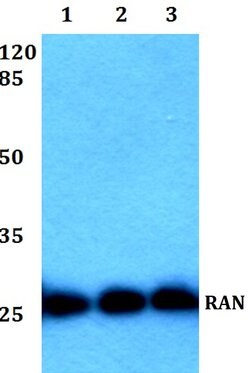 Invitrogen RAN Polyclonal Antibody 100 &mu;L; Unconjugated:Antibodies,