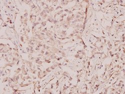 Invitrogen c-Rel Polyclonal Antibody 100 &mu;L; Unconjugated:Antibodies,