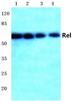 Invitrogen c-Rel Polyclonal Antibody 100 &mu;L; Unconjugated:Antibodies,