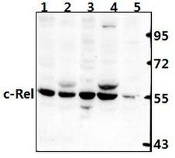 Invitrogen c-Rel Polyclonal Antibody 100 &mu;L; Unconjugated:Antibodies,