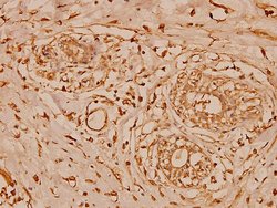 Invitrogen Cystatin B Polyclonal Antibody 100 &mu;L; Unconjugated:Antibodies,