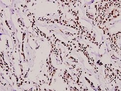 Invitrogen RUNX1 Polyclonal Antibody 100 &mu;L; Unconjugated:Anticuerpos