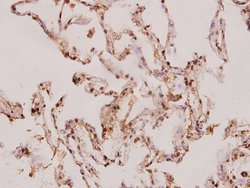 Invitrogen Caspase 8 Polyclonal Antibody 100 &mu;L; Unconjugated:Antibodies,