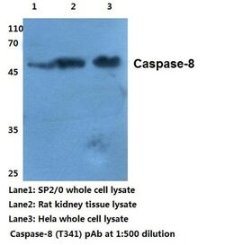 Invitrogen Caspase 8 Polyclonal Antibody 100 &mu;L; Unconjugated:Antibodies,