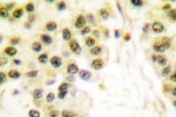 Invitrogen Cyclin B1 Polyclonal Antibody 100 &mu;L; Unconjugated:Antibodies,